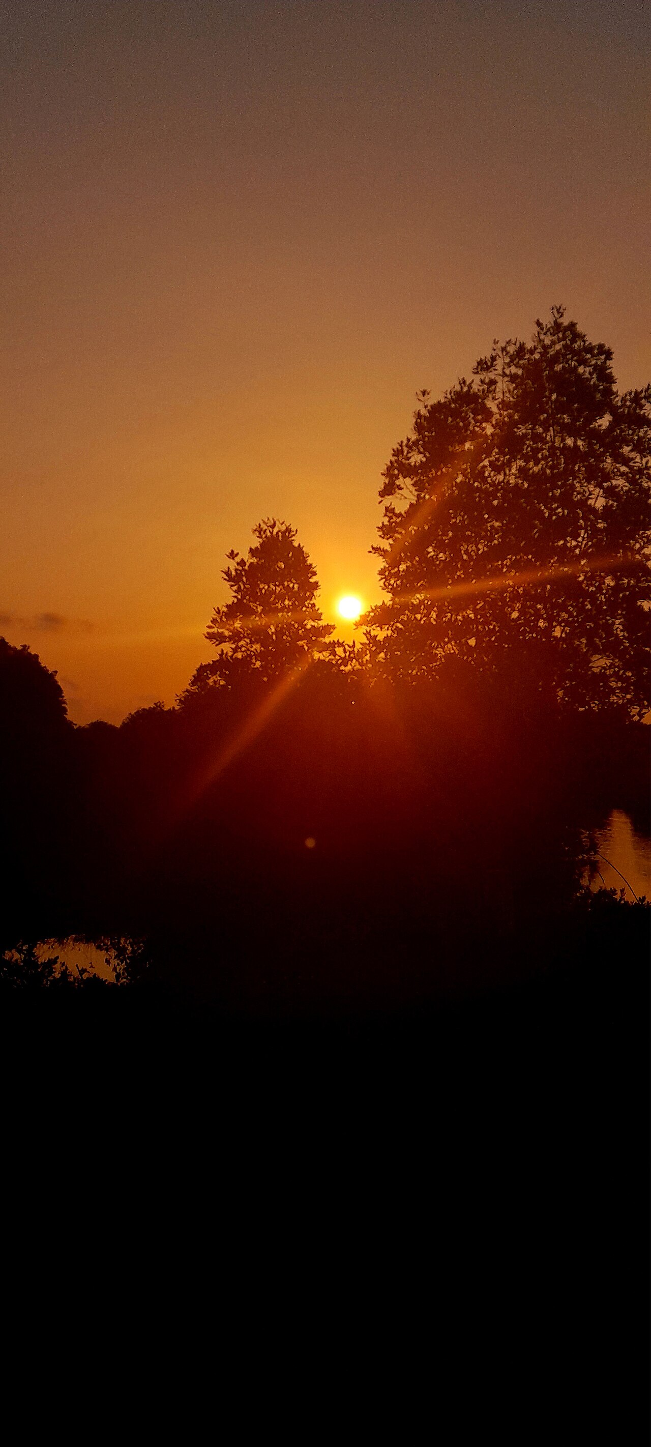 Sunrise behind tree silhouette at Ca Mau Cape on March 22 2026