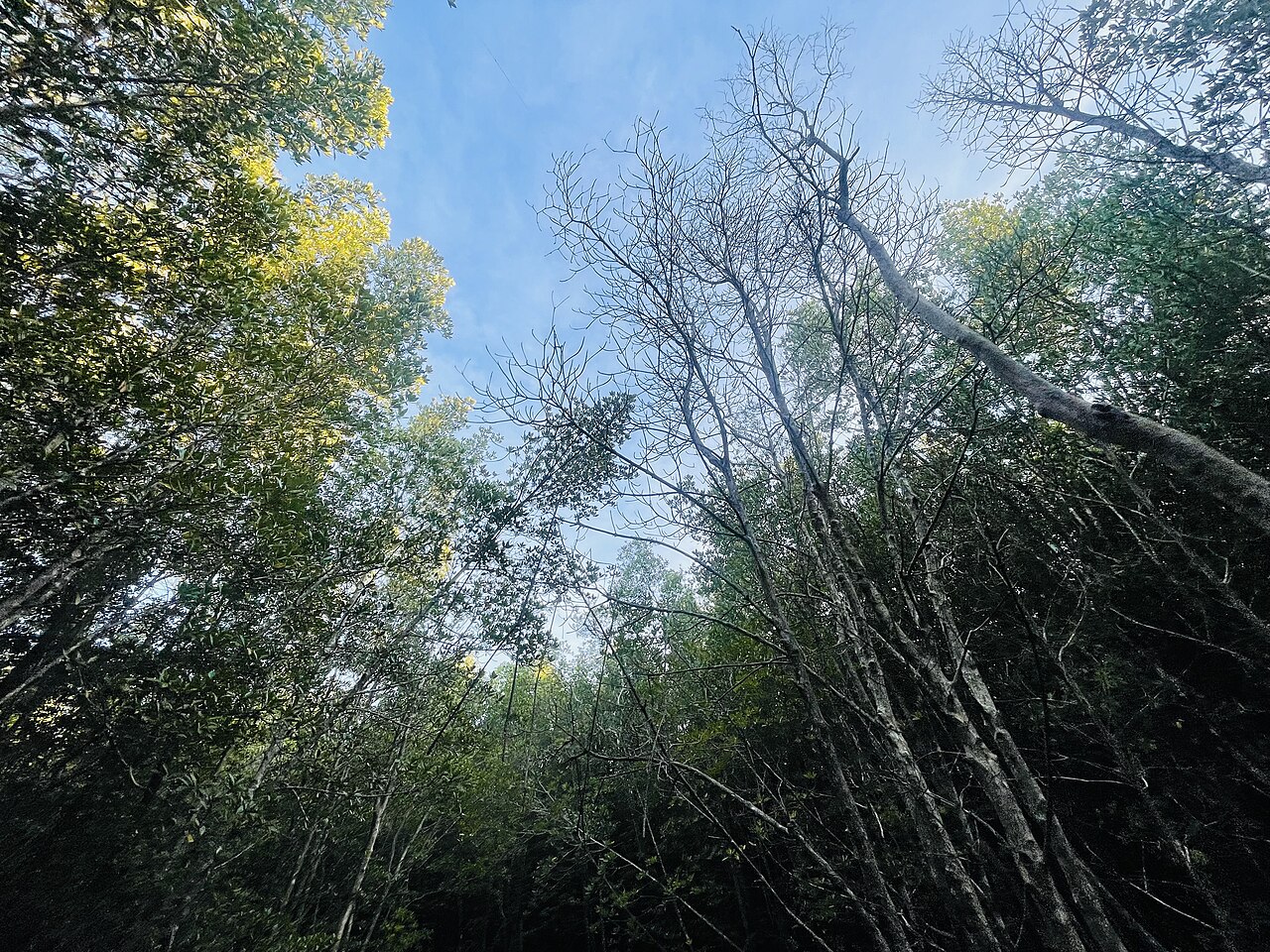 Tree on Cà Mau Cape