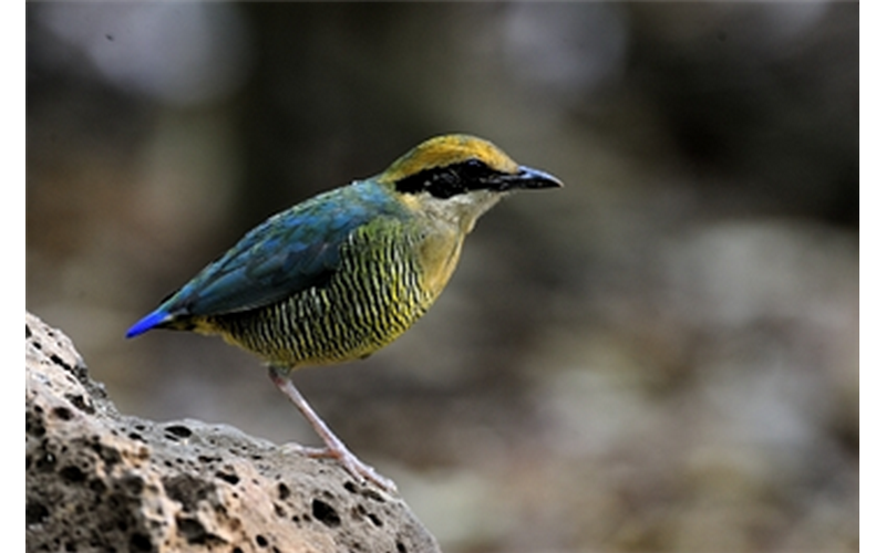 Vietnam Birding Tours - Vietnam wildlife Tours Cat Tien National Park