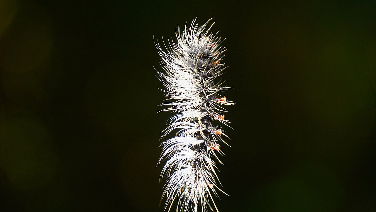 Macrobrochis gigas, Cat Tien National Park