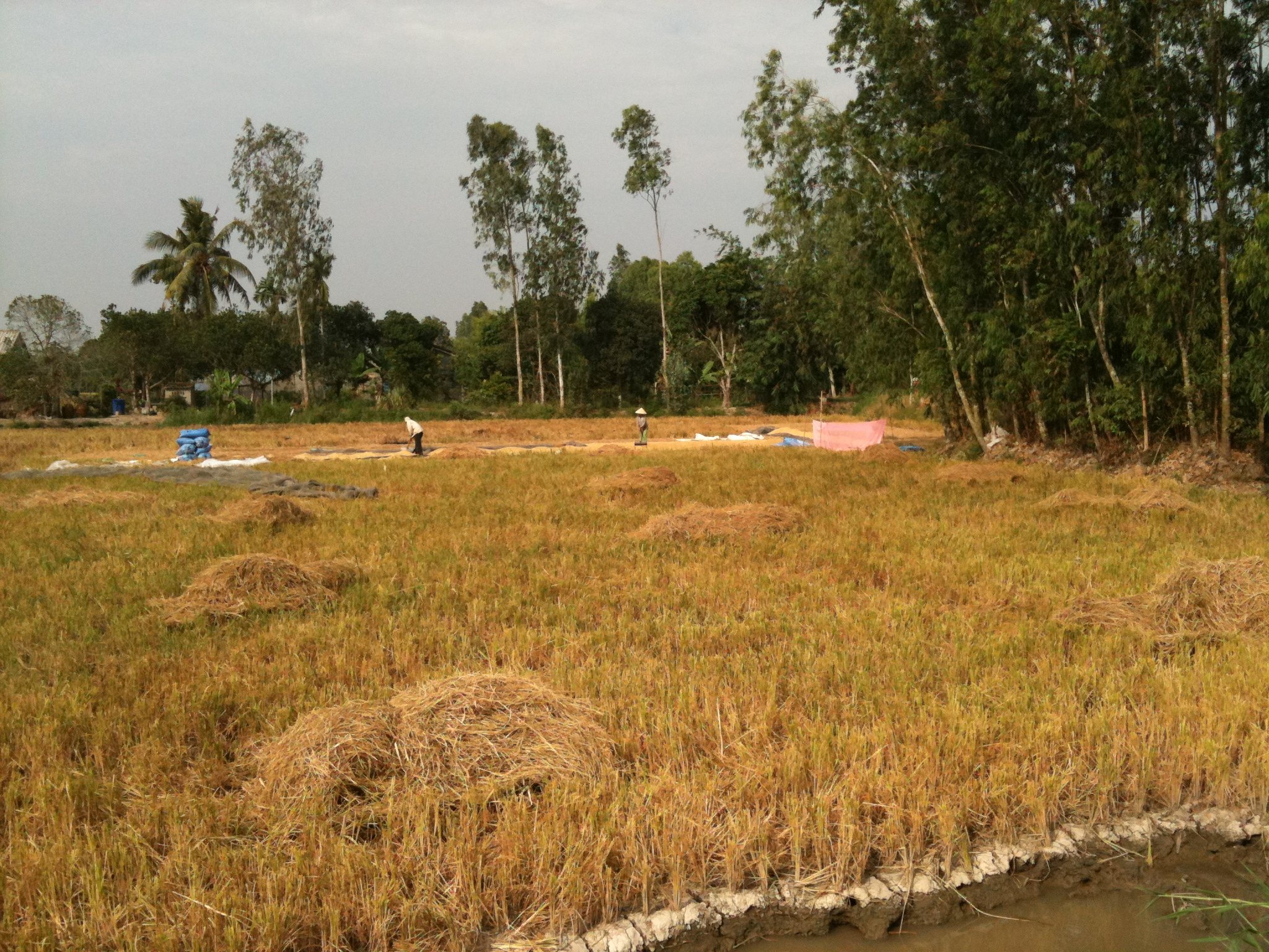 Rice harvesting in Can Tho
