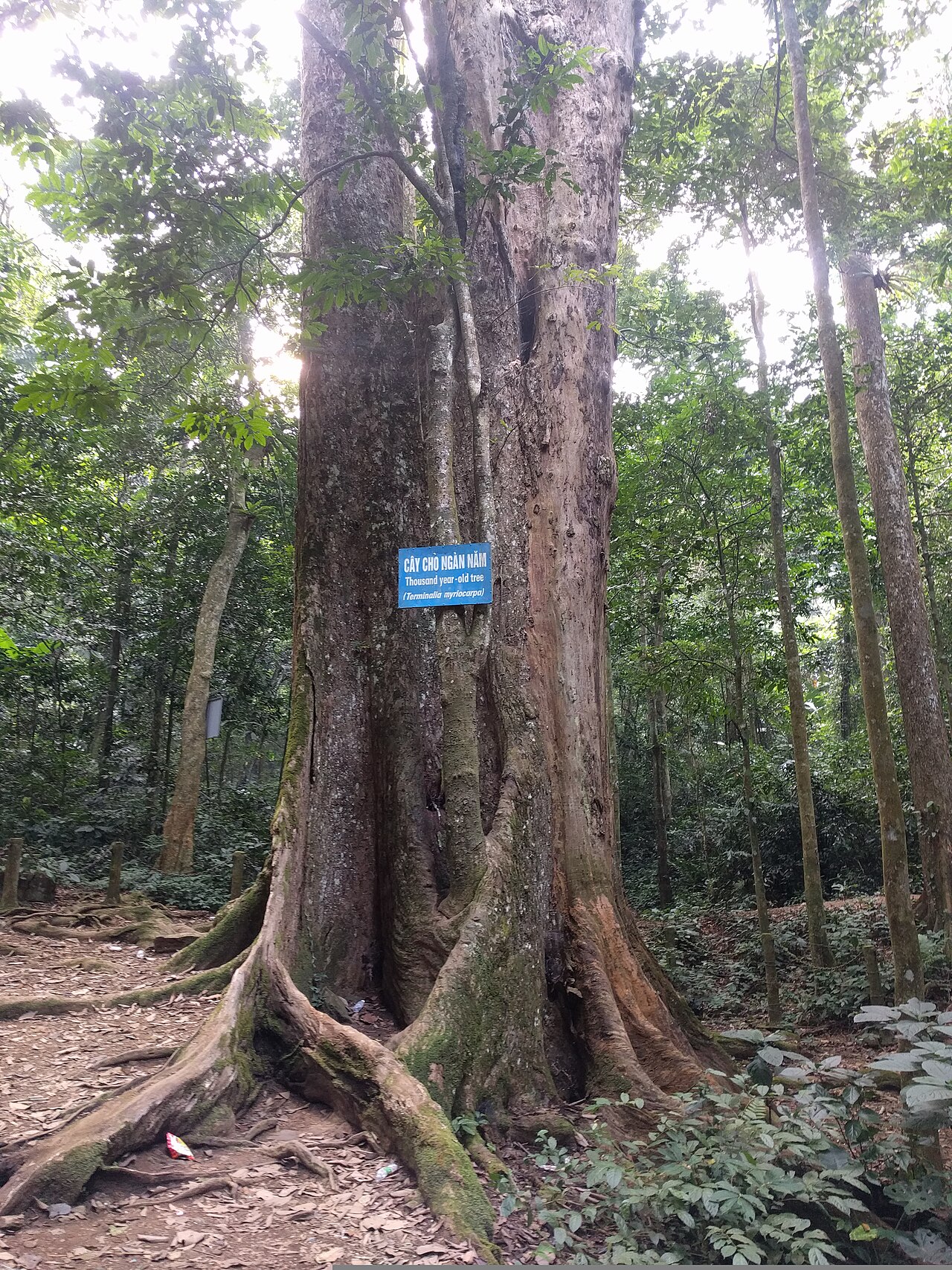Thousand year old tree in Cuc Phuong National Park, Vietnam