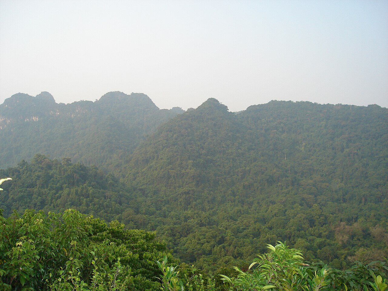 Cúc phương1