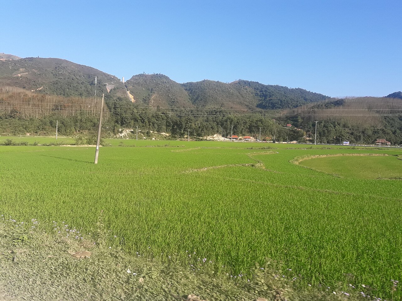 Cánh đồng ở Điện Biên