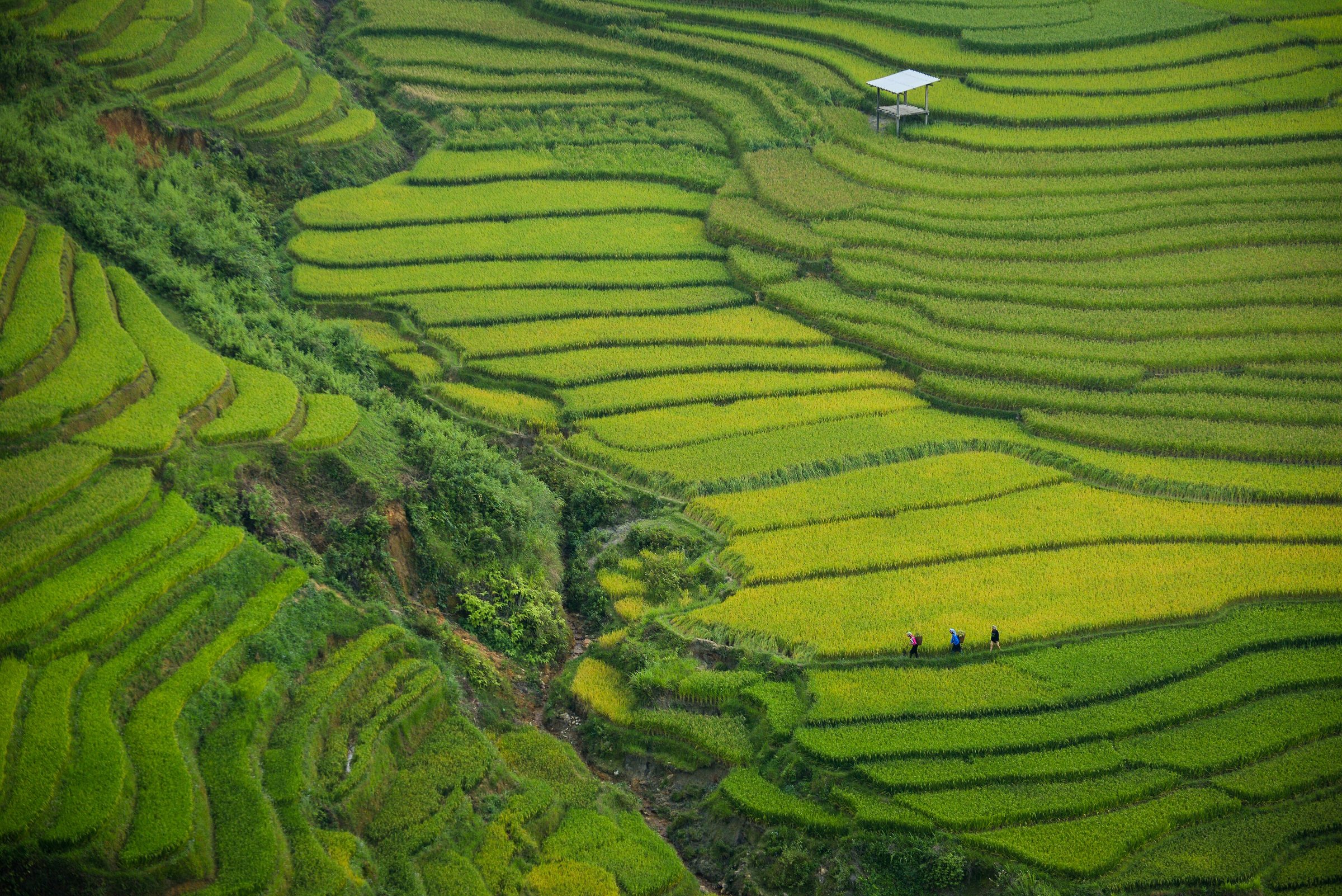 Khau Phạ Pass, Vietnam (Unsplash)