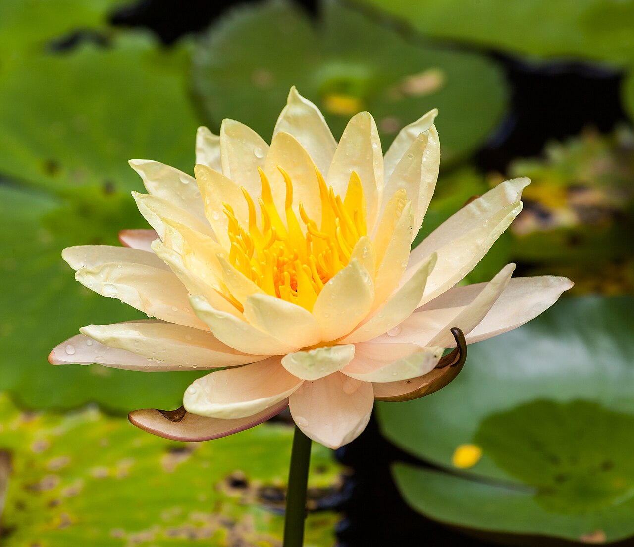 Adarga (Nymphaea alba), Ciudad Ho Chi Minh, Vietnam, 2013-08-14, DD 01