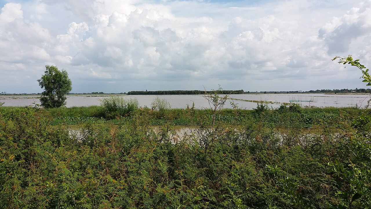 A field in the north of Tuyên Bình Tây