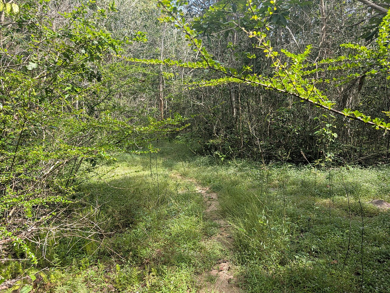 November 2024, Binh Chau - Phuoc Buu nature reserve, along South of central road 12