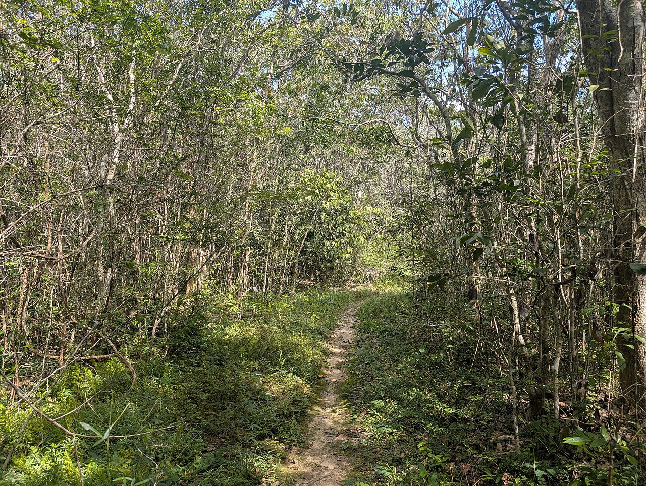 November 2024, Binh Chau - Phuoc Buu nature reserve, along South of central road 13