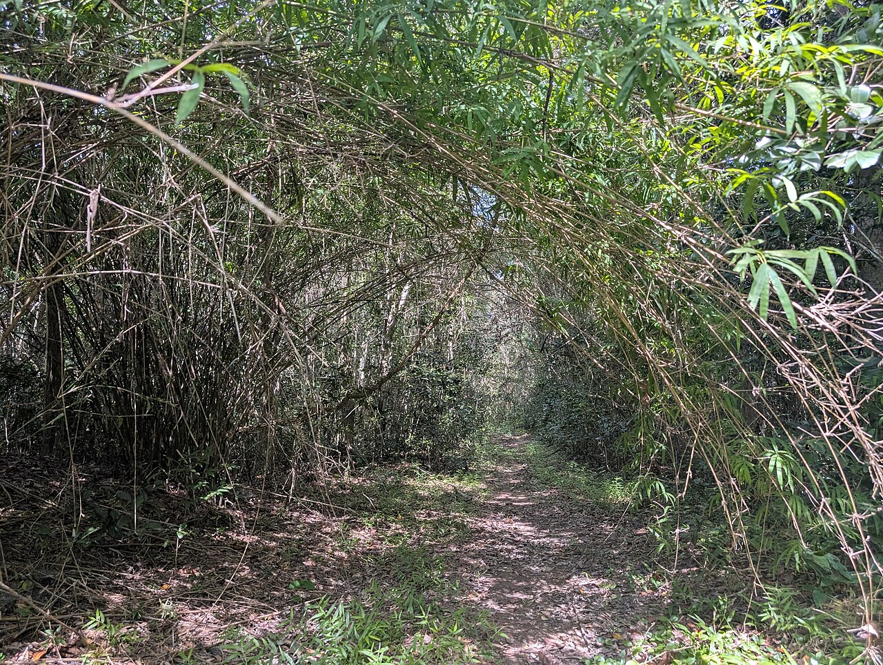 November 2024, Binh Chau - Phuoc Buu nature reserve, along South of central road 14