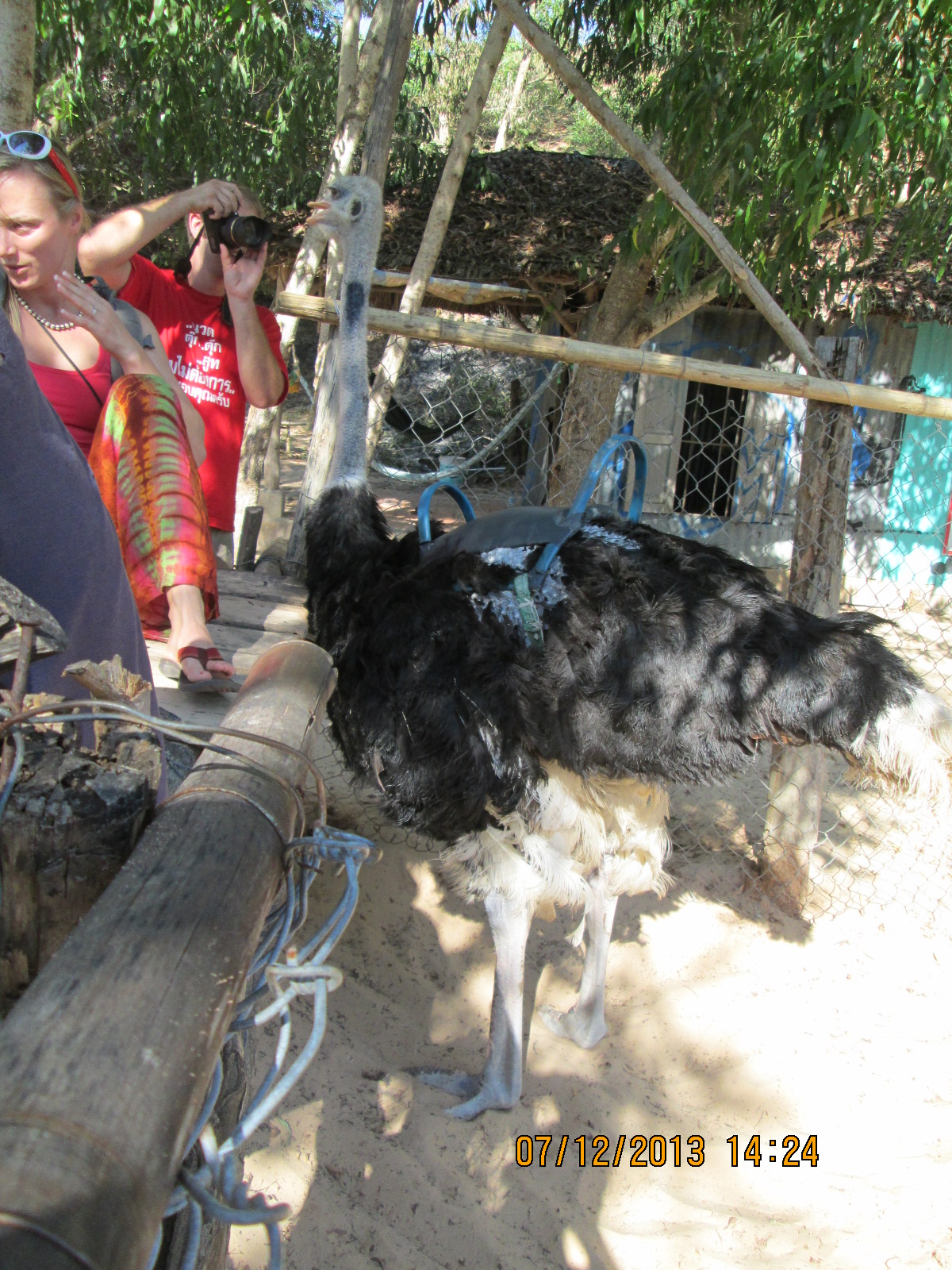 Ostrich riding in Mui Ne