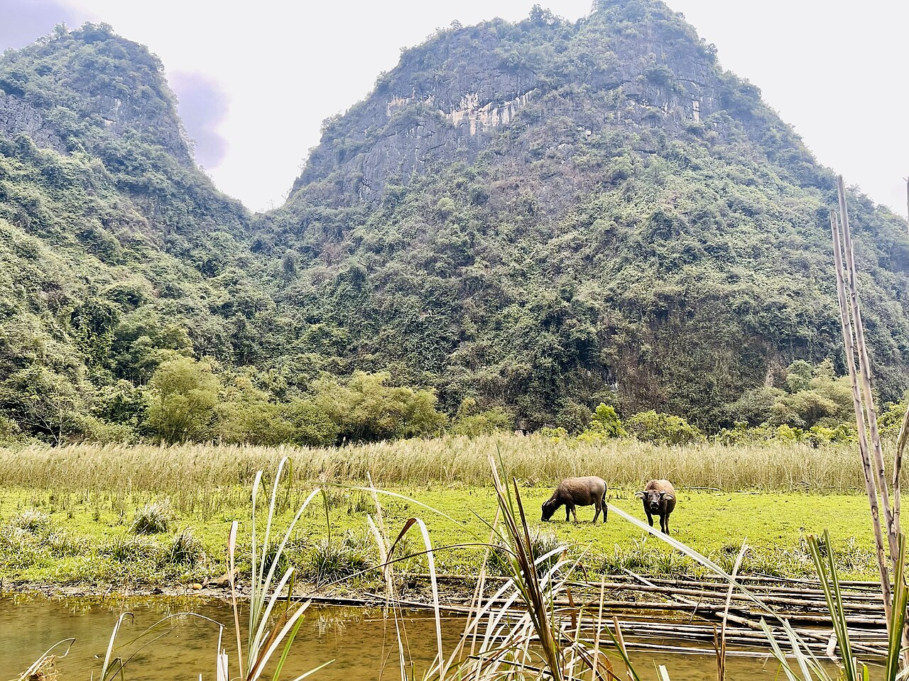 Dundj Valley with buffalo Ninh Binh Vietnam