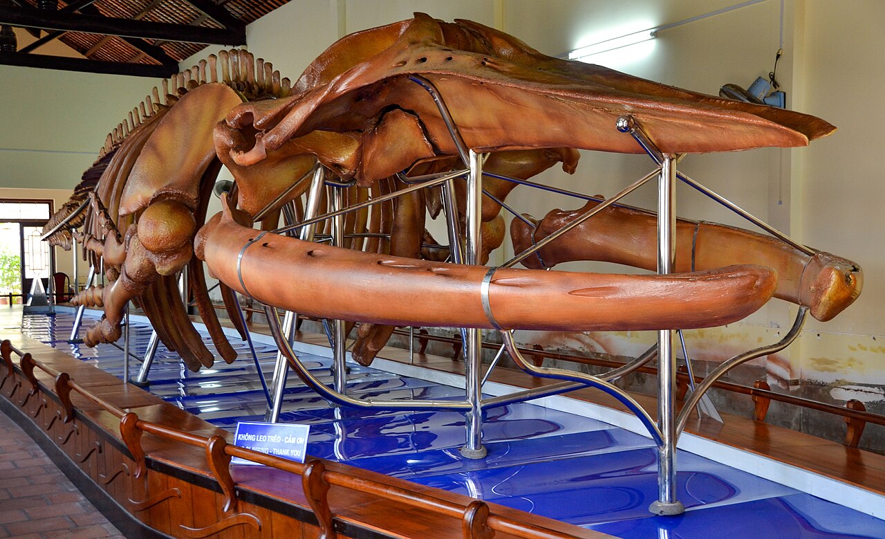 Balaenoptera physalus skeleton in the Van Thuy Tu Temple