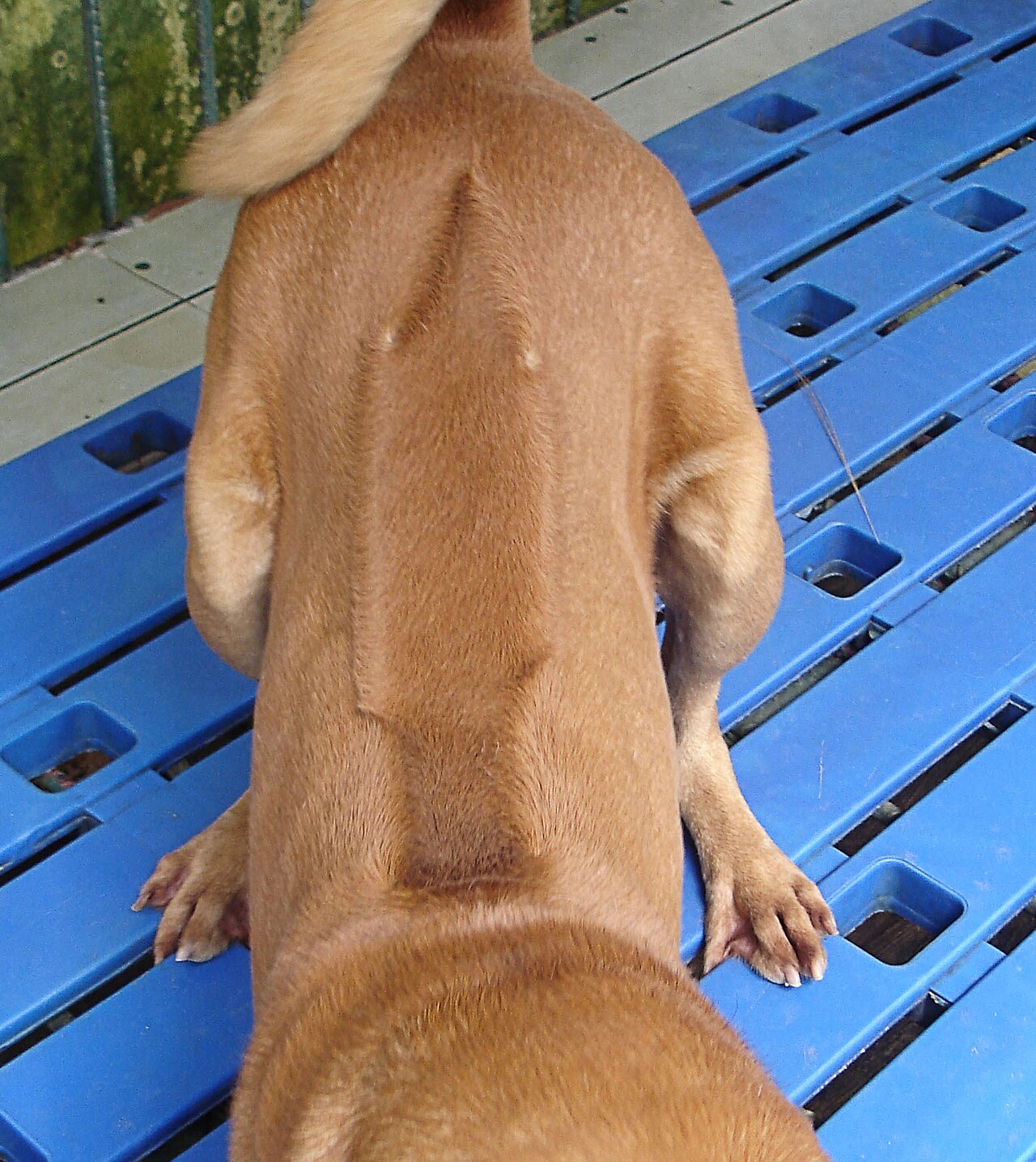 Phu Quoc ridgeback