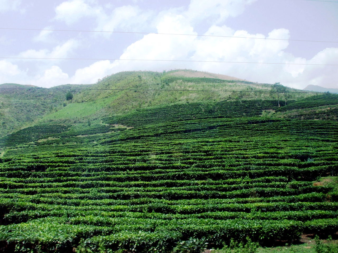 Đồi chè ở Phú Thọ