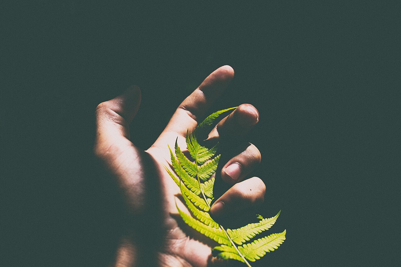Catch (Unsplash)