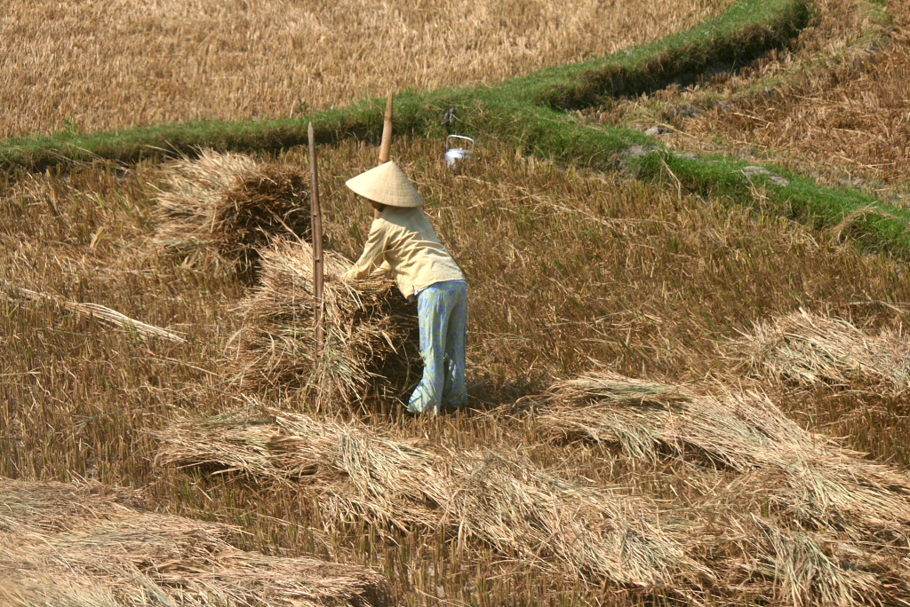 Quang Ngai farmer