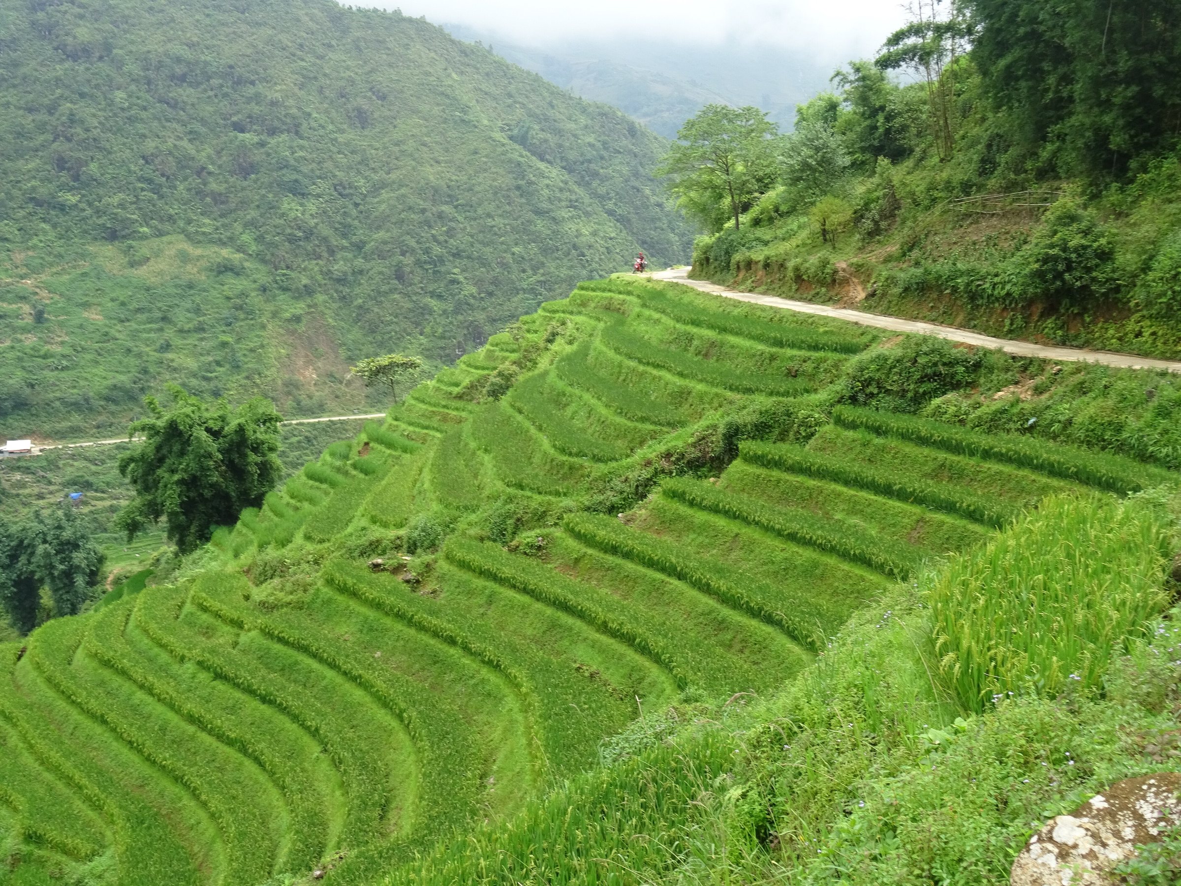 Rice terraces in Lao Chải 03