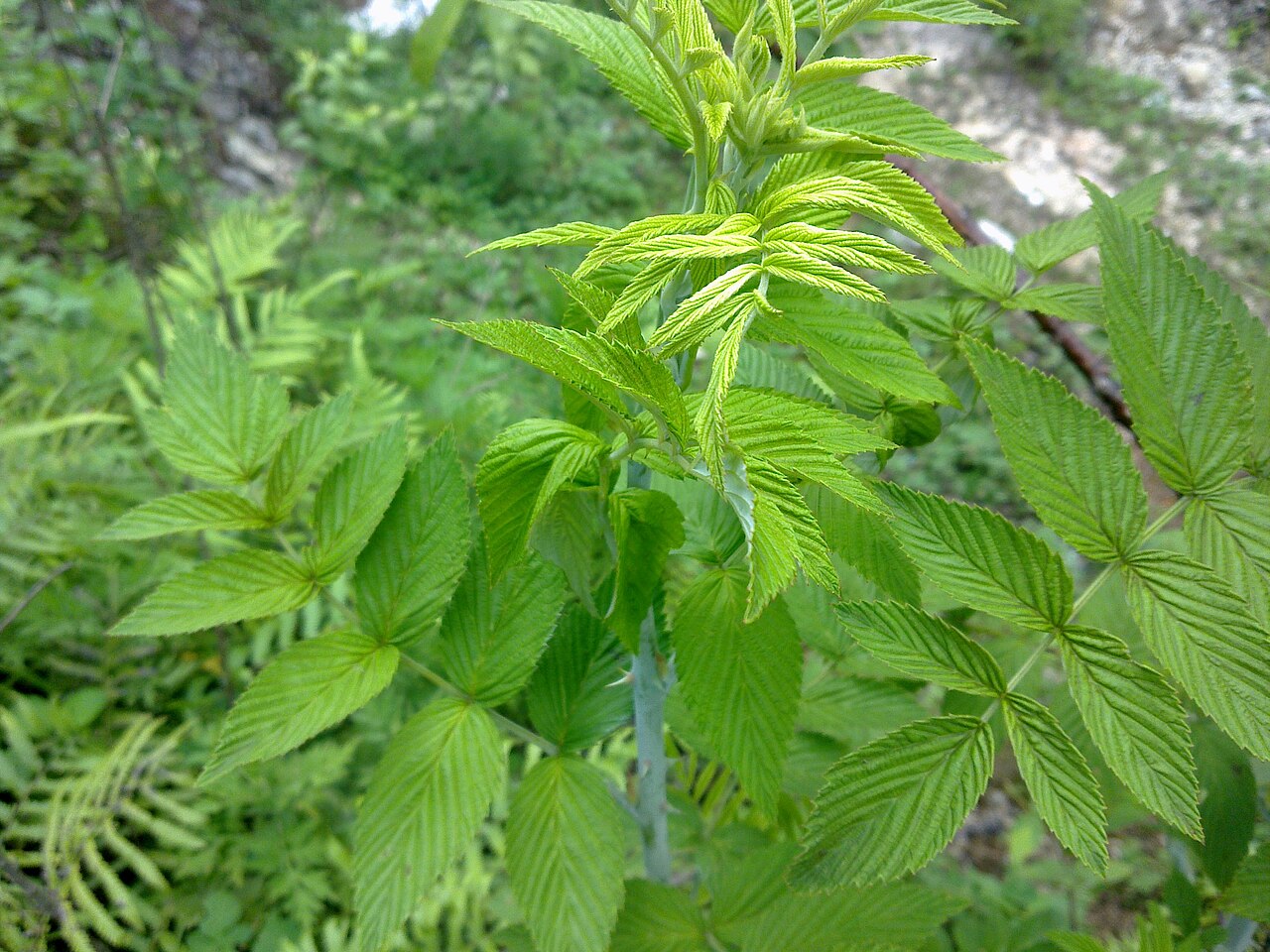 Rubus niveus 01