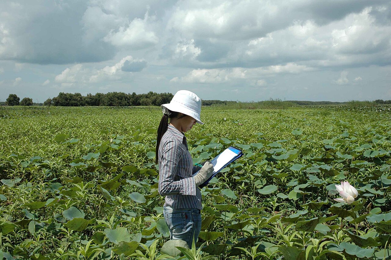 Sen và nghễ trong vùng đầm lầy ở VQG Tràm Chim